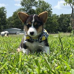 Rosebud - Black and tan female Pembroke Welsh Corgi puppy in Rogers, Arkansas from Rocky Field Corgis