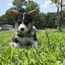 Rosebud - Black and tan female Pembroke Welsh Corgi puppy in Rogers, Arkansas from Rocky Field Corgis