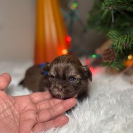 Bruno - Chocolate male Shih Tzu puppy in Phoenix, Arizona from Spoiled Shih Tzu