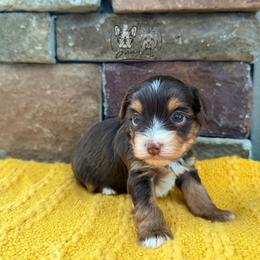 Woody - Chocolate and tan male Yorkshire Terrier puppy in Smryna, Georgia from Owensons’ Kennel