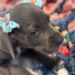 Josephine - Blue female Great Dane puppy in Hutchinson, Kansas from Dappled Danes