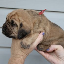 Red Collar Boy - Red male Bloodhound puppy in Franklin, Indiana from K Creek Farms