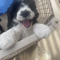 Aqua "Squiggy" - Chalk Labradoodle puppy in Las Vegas, Nevada from Patriot Labradoodles