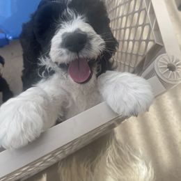 Aqua "Squiggy" - Chalk Labradoodle puppy in Las Vegas, Nevada from Patriot Labradoodles