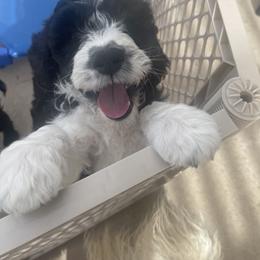 Aqua "Squiggy" - Chalk Labradoodle puppy in Las Vegas, Nevada from Patriot Labradoodles