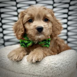 Pear - Red male Cockapoo puppy in Palm Beach County, Florida from Benji’s Cockapoos