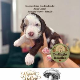 Portabella - Aqua Collar - Merle female Goldendoodle puppy in Garland, Texas from Twilight Doodles