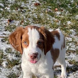 Brittany Puppies from Center Ridge Brittanys