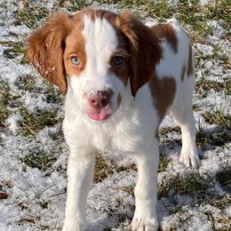 Brittany Puppies from Center Ridge Brittanys