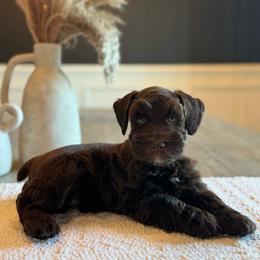Enzo - Liver male Miniature Schnauzer puppy in Daphne, Alabama from Bearded Besties of Alabama