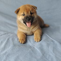 Shiba Inu Puppies from Slushpuppskies