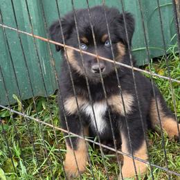 Hank - Black tri male Miniature Australian Shepherd puppy in Ada, Oklahoma from Caprock Mini & Toy Aussies