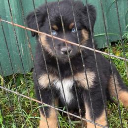 Hank - Black tri male Miniature Australian Shepherd puppy in Ada, Oklahoma from Caprock Mini & Toy Aussies