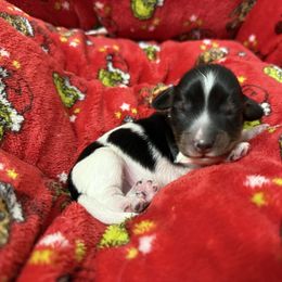 Standish - Piebald male Dachshund puppy in Westport, Kentucky from Lonestar Creek Farm