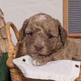 Cockapoos from Emily's Cockapoos