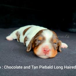 Hugo - Piebald male Dachshund puppy in Quitman, Mississippi from S-and-A Kennels