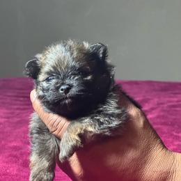 Kolby - Orange sable male Pomeranian puppy in Kansas City, Missouri from S&K Pomeranians