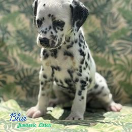 Blue- Blue collar - White and black female Dalmatian puppy in Whitwell, Tennessee from Rock a Dalmatian “RockADal”