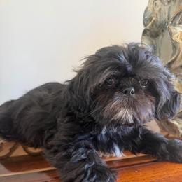 Kringle - Black male Shih Tzu puppy in Burlington, North Carolina from Nancy’s Lil’Shih Tzus