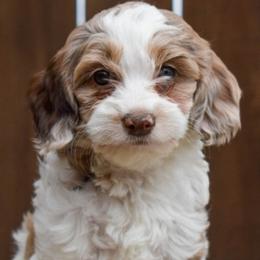 Ducky - Cockapoo
