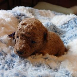 Molly - Apricot female Poodle puppy in Blanch, North Carolina from Faithful Hearts Kennel