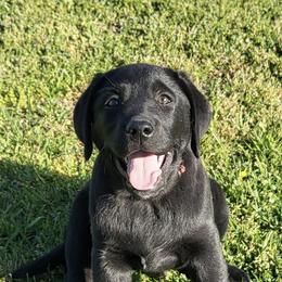 Labrador Retrievers from 3 Boz Labradors