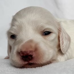 Marlin - Red male Dachshund puppy in Winamac, Indiana from WZ Kennels