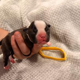 Yellow - Seal brindle and white female Boston Terrier puppy in Hialeah, Florida from K&N Boston Paws