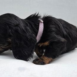 The Queen of Hearts- Alice in Wonderland Theme Litter. - Black and tan female Dachshund puppy in Woodland, Washington from SJs Dachshunds