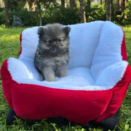 Smokey Royal - Wolf sable male Pomeranian puppy in Bonita Springs, Florida from 🤎 Dreaming Puppies 🐶