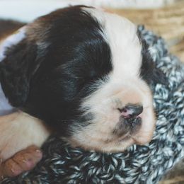 Saint Bernard Puppies from Atkinson Saint Bernards