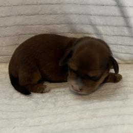 Merry - Chocolate female Dachshund puppy in Hillsville, Virginia from Bonderosa Kennels