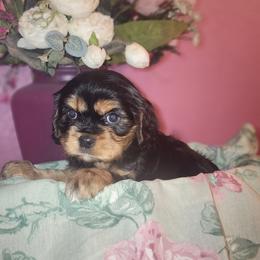 Cavalier King Charles Spaniel and Shih Tzu Puppies from Nashell Lynem