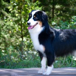 Dreamer - Miniature American Shepherd