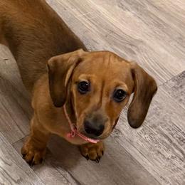 Pearl - Red female Dachshund puppy in Melrose, Florida from Magnolia Hill Cavaliers and Doxies
