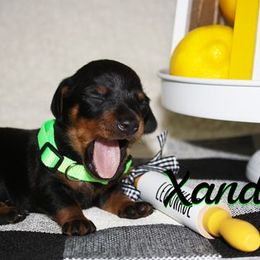 Dachshund Puppies from White River Valley Kennel