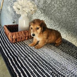 Lola - Red female Dachshund puppy in Visalia, California from DachGraston Dachshunds