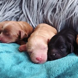 Cavachon, Cavalier King Charles Spaniel, and Cavapoo Puppies from Comfort Cavs
