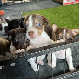 Rocky - Chocolate and white male Teddy Roosevelt Terrier puppy in Troy, Ohio from Wiggle Wags Miniature American Shepherds