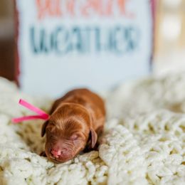 Button - Apricot female Goldendoodle puppy in Ludington, Michigan from WestShoreDoodles