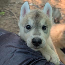 Sir - Gray and white male Siberian Husky puppy in Amery, Wisconsin from Liberty Siberians