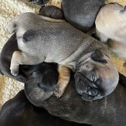French Bulldog Puppies from Dayna Gwaltney