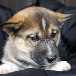 Siberian Husky Puppies from Crazy Cookies Huskies