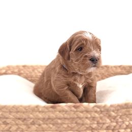 Goldendoodle Puppies from Indy Goldendoodles