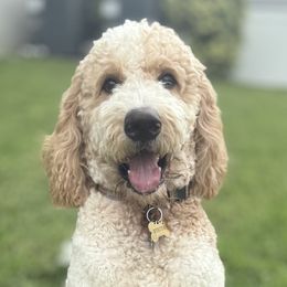 Winter - Goldendoodle