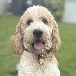 Winter - Goldendoodle