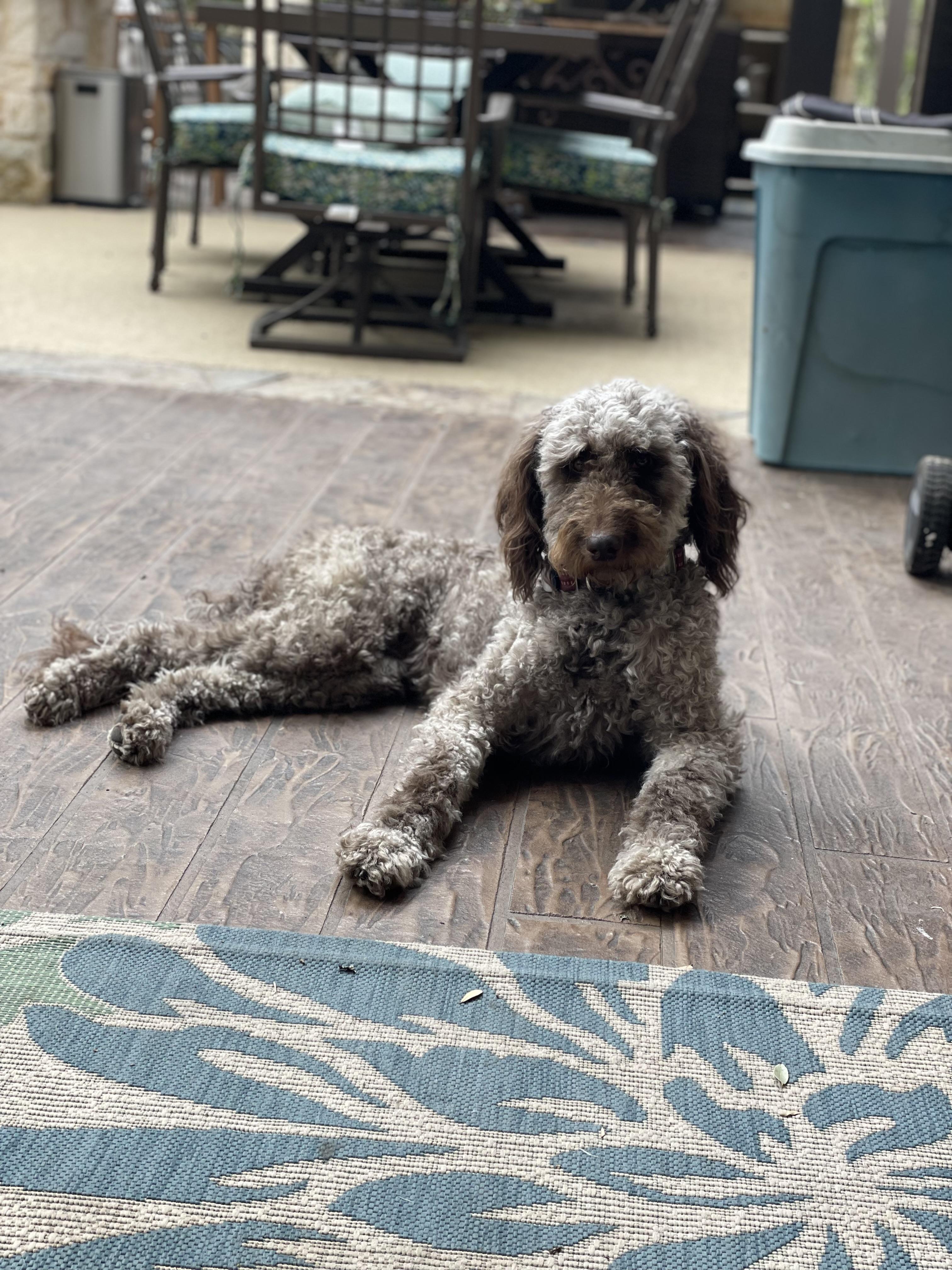 Fruitful Beginnings,LLC in Wisconsin | Australian Labradoodle puppies ...