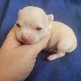 Boy 1 - Cream male Chihuahua puppy in Warsaw, Virginia from B&D Chihuahuas