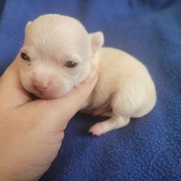 Boy 1 - Cream male Chihuahua puppy in Warsaw, Virginia from B&D Chihuahuas