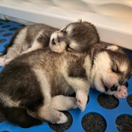 Egon - Seal and white male Alaskan Malamute puppy in Orinda, California from Jennifer Corr's Onak Alaskan Malamutes